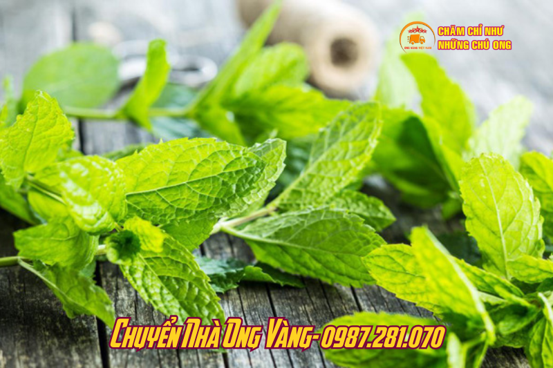 Khử mùi sơn nhà mới bằng chiết xuất vani hoặc bạc hà