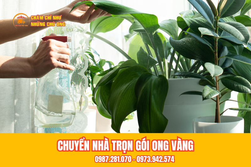 Trồng cây hút ẩm 